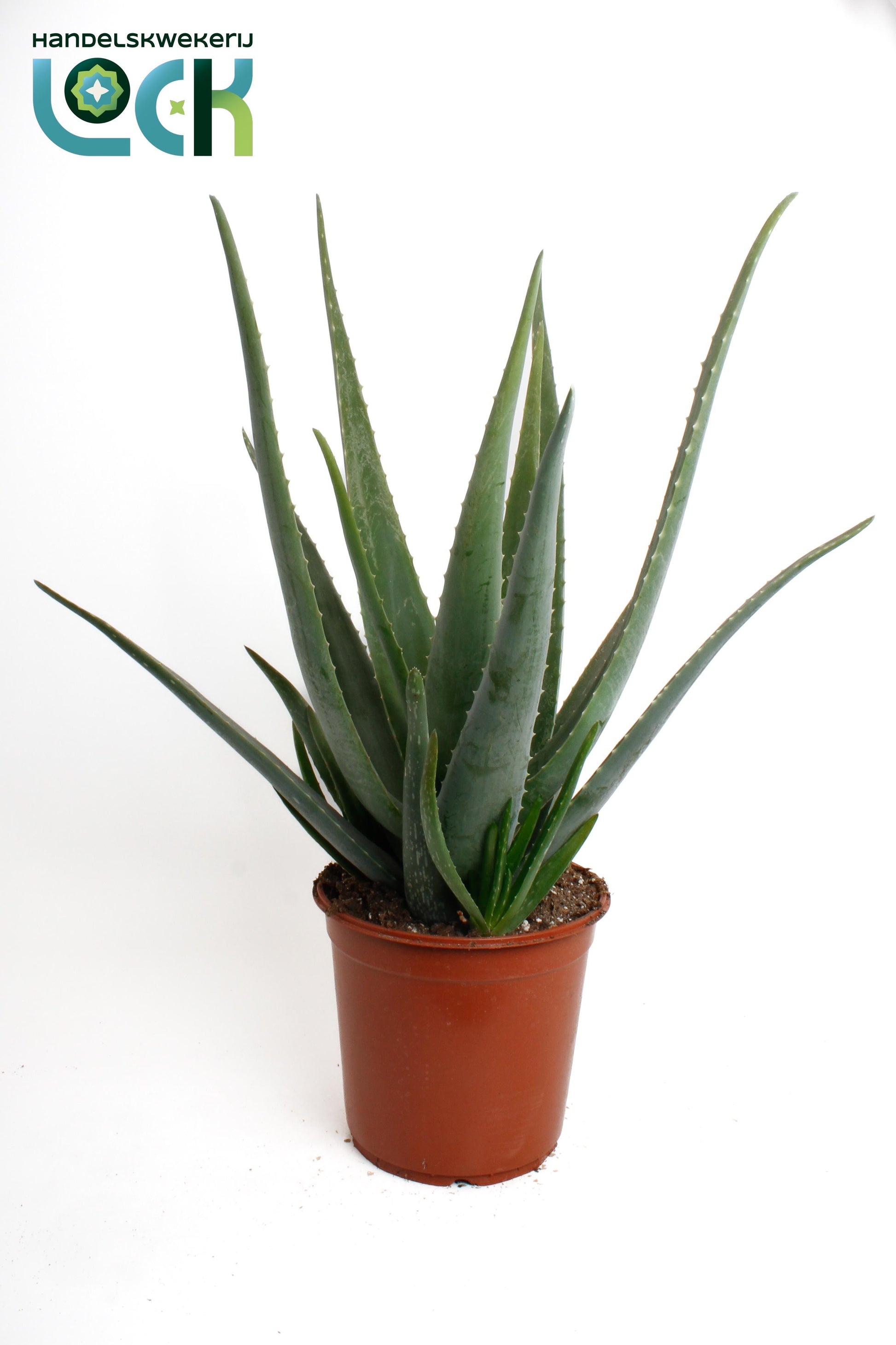 Lock, Handelskwekerij Aloe vera Pack of 2