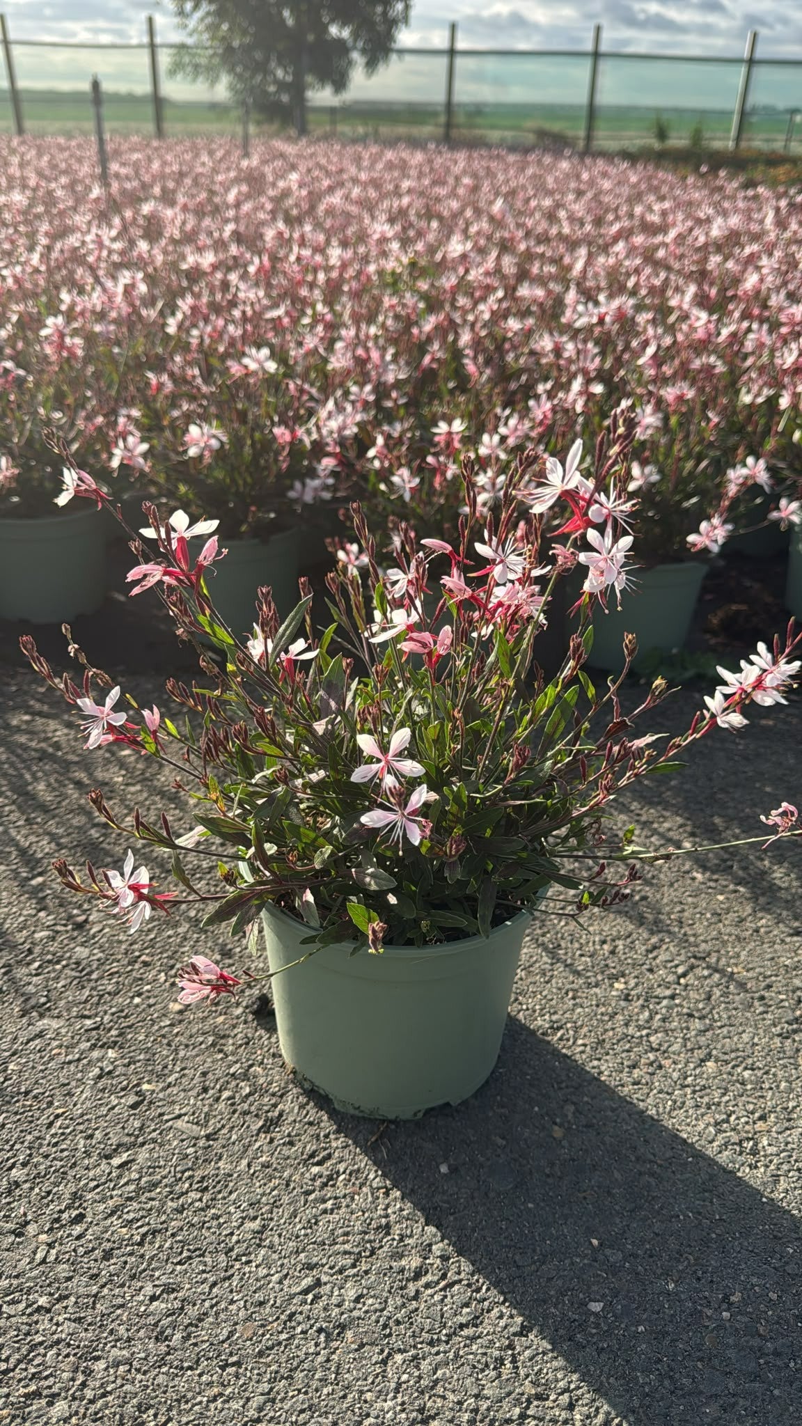 Woudenberg, VOF Gebr. van Gaura lind. Belleza Dark Pink Pack of 1