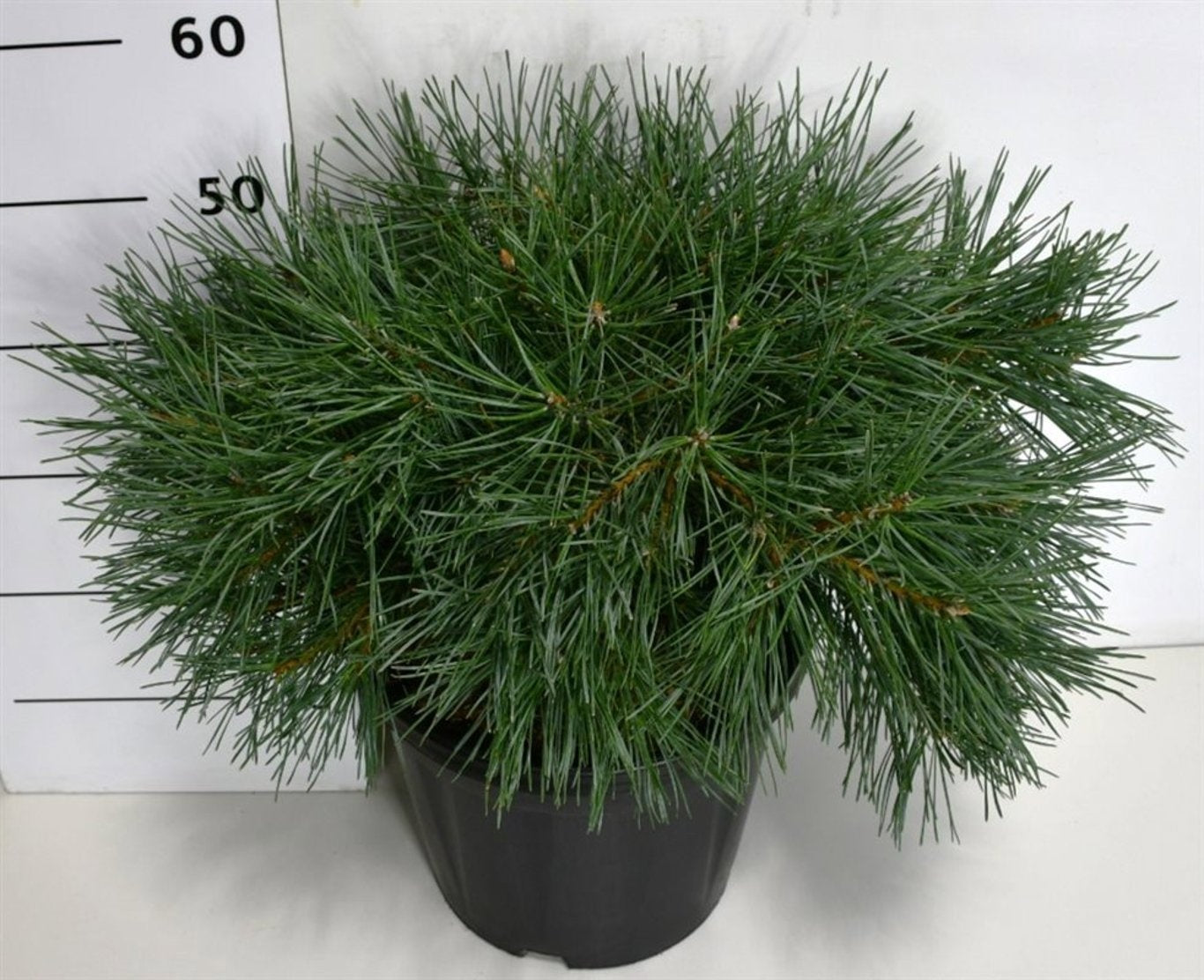 Pinus syl. Repens 70cm 32cm Pot
