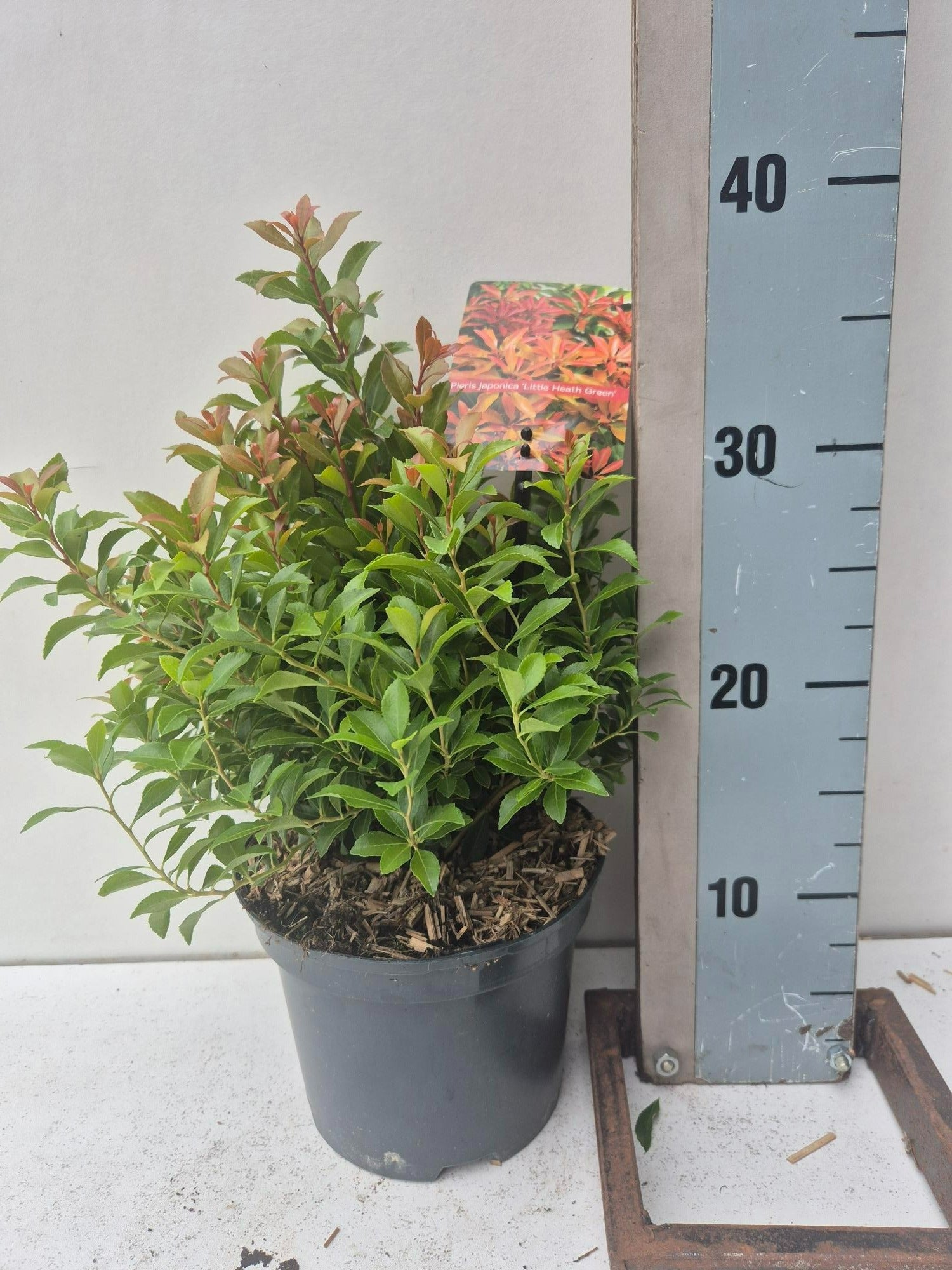 Pieris Little Heath Green 25cm 17cm Pot