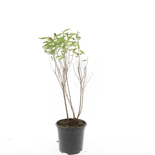 Spiraea billardii 10cm 14cm Pot