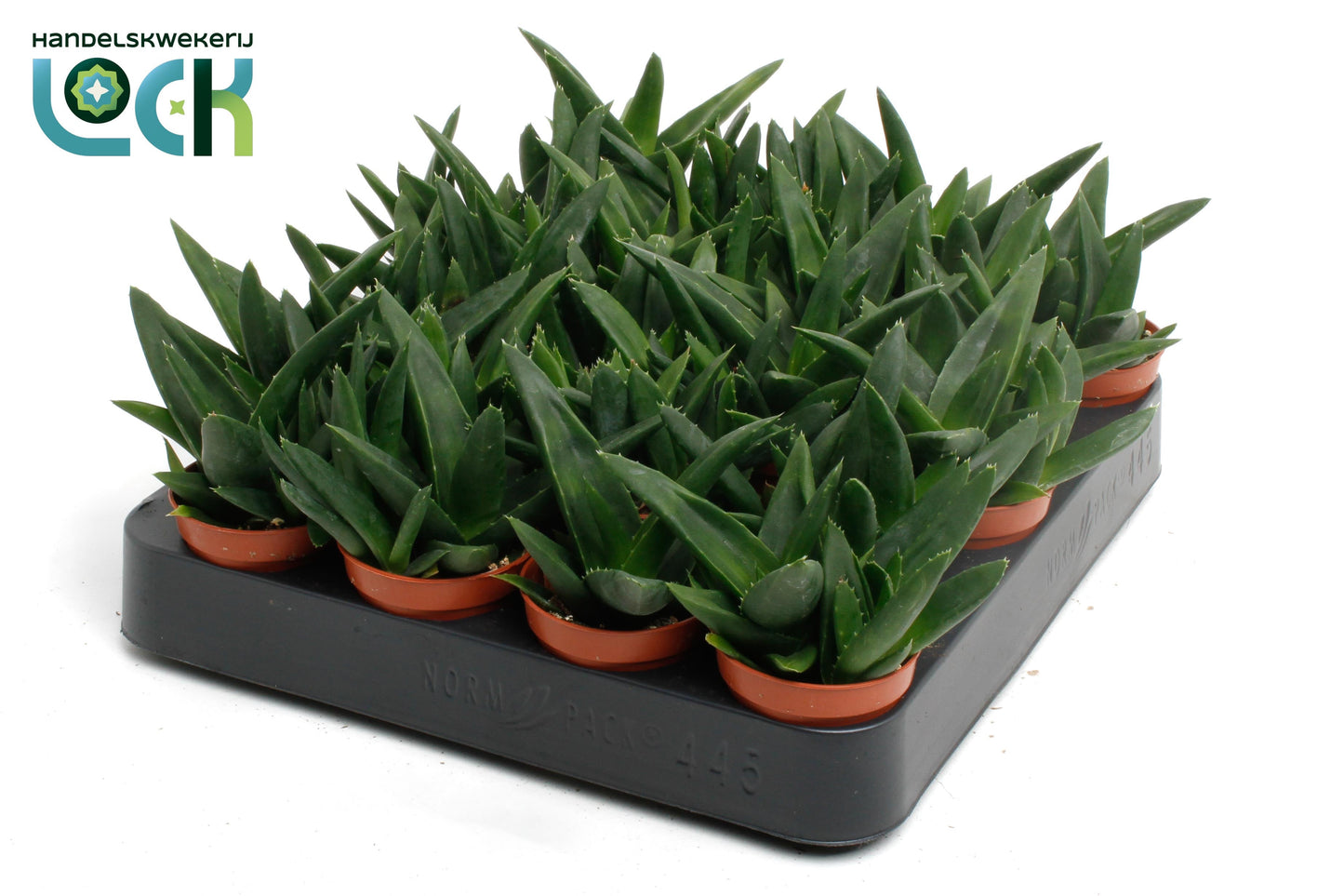 Haworthia West Jogoo 8cm 505cm Pot