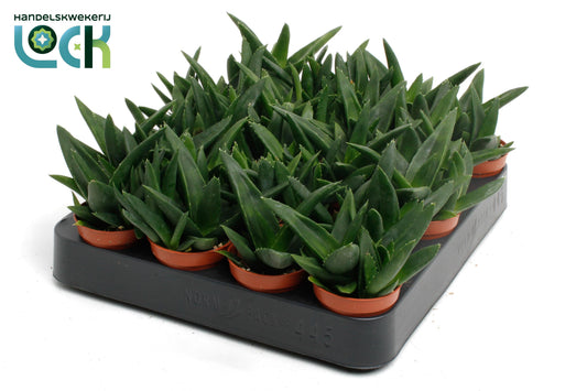 Haworthia West Jogoo 8cm 505cm Pot