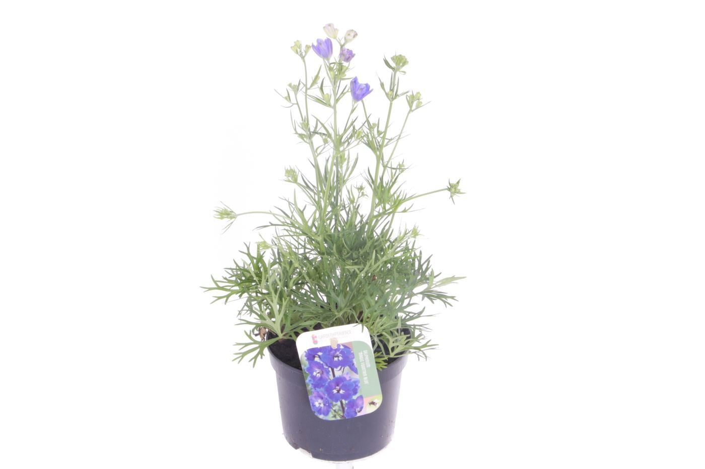 Delphinium gran. Delfix Blue 40cm 13cm Pot