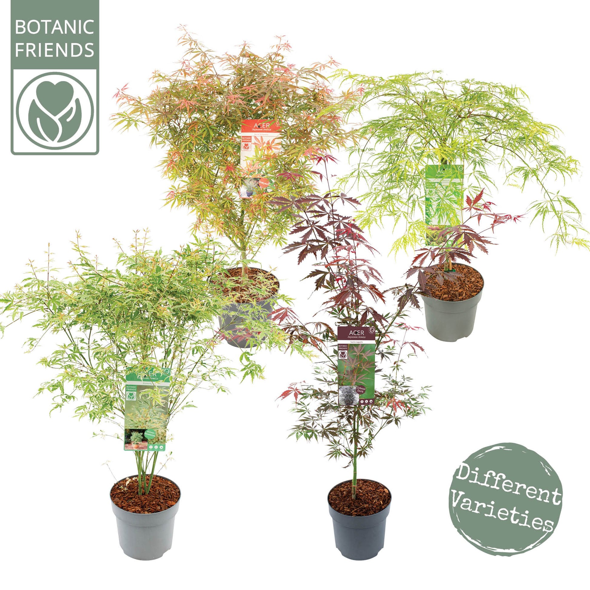 Acer palmatum 85cm 24cm Pot