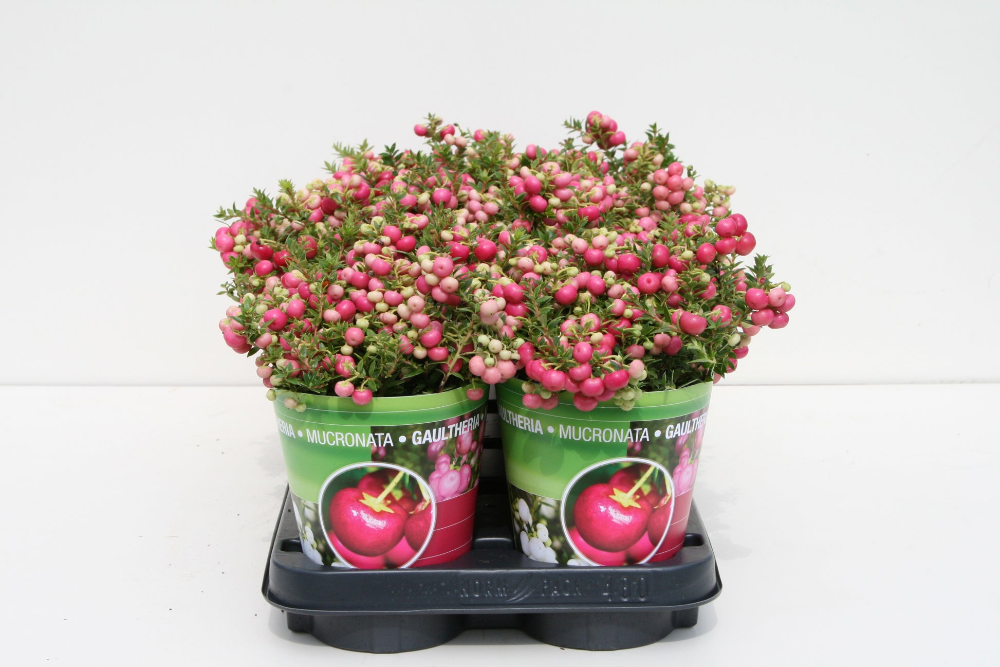Windhorst & Zn, Firma W. Gaultheria mucr. red Pack of 10