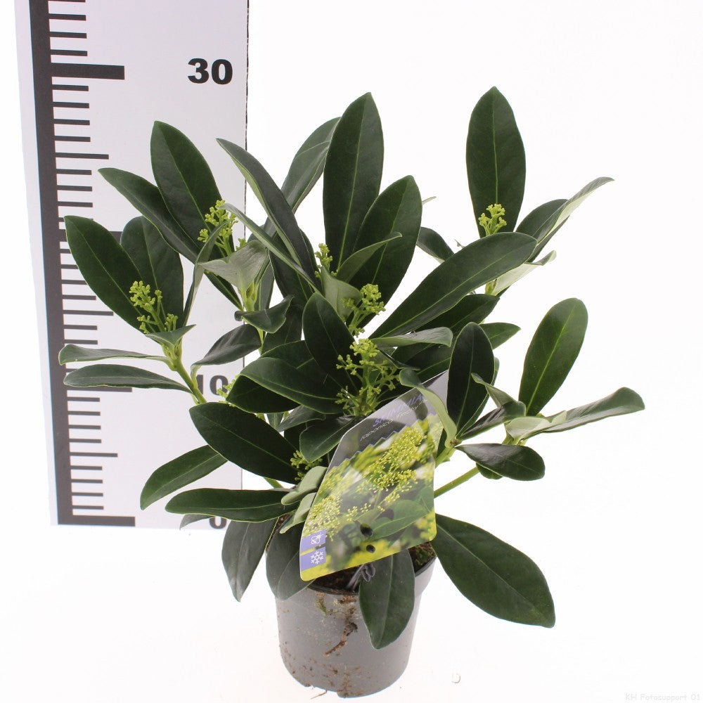 Skimmia japonica Finchy 15cm 510cm Pot