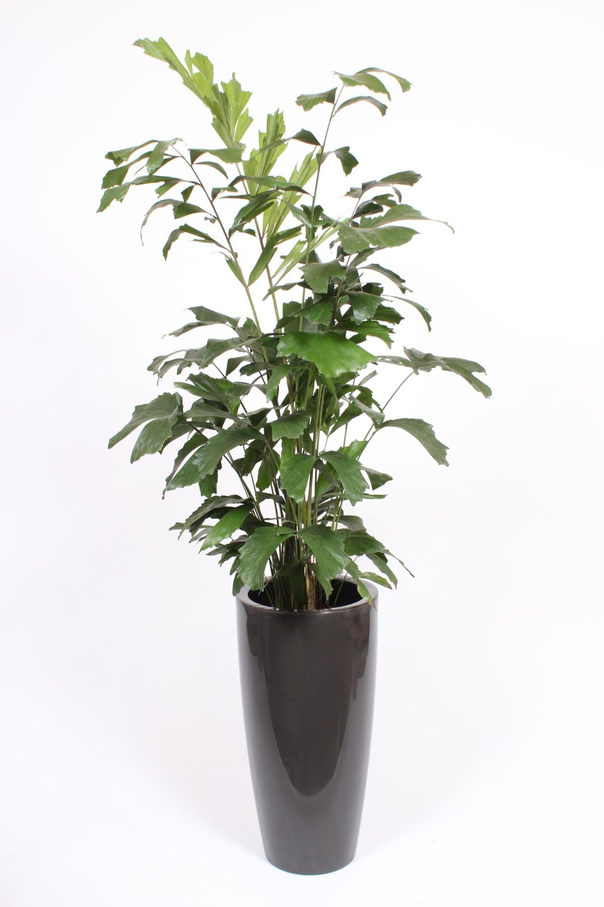Caryota mitis 160cm 33cm Pot