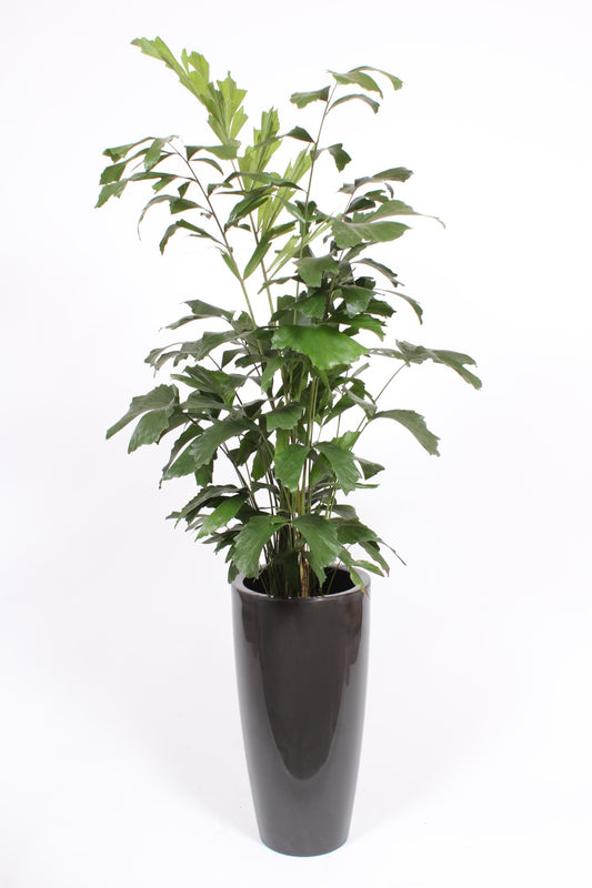 Caryota mitis 160cm 33cm Pot