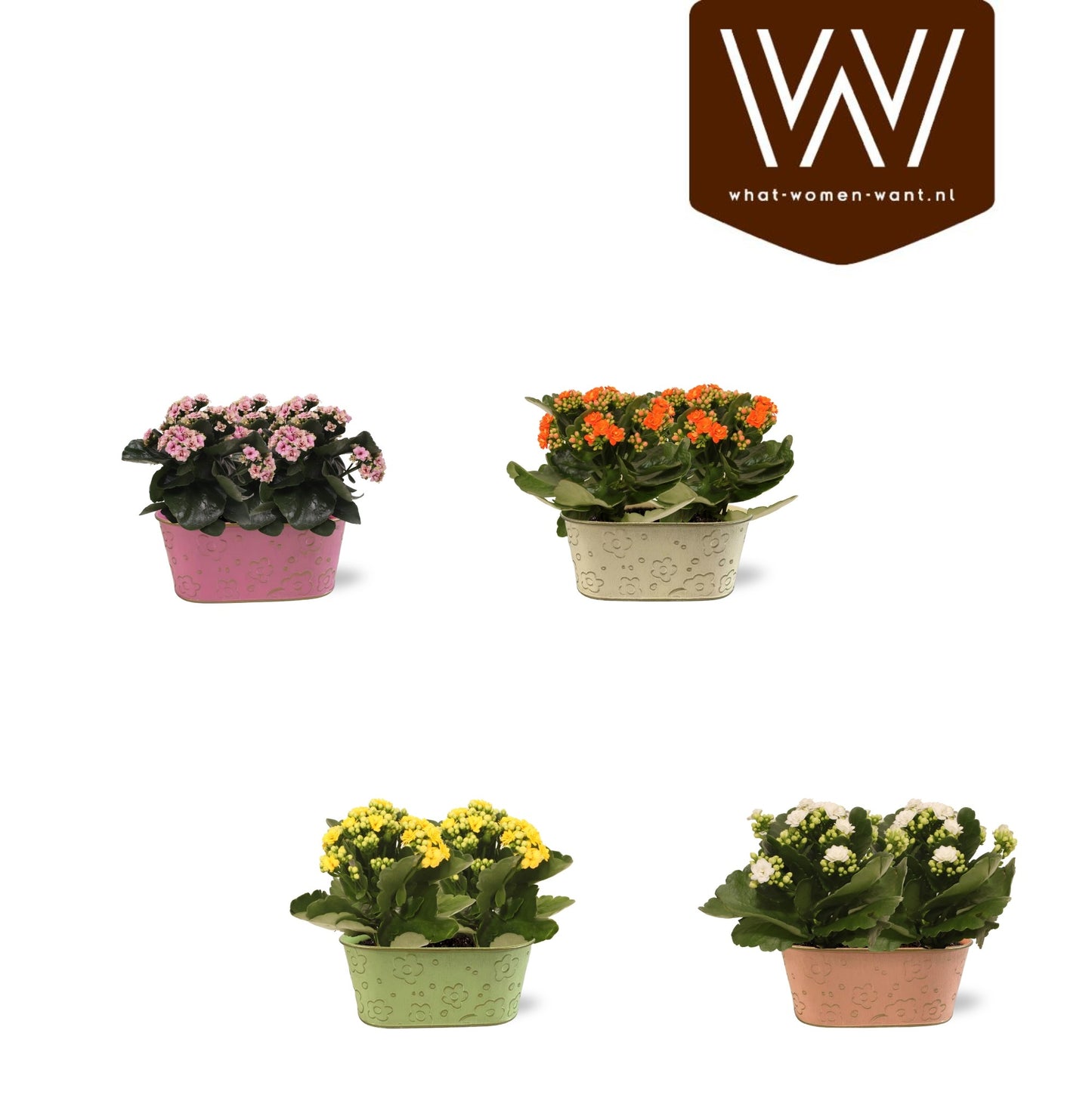Houseplants mix flowering 25cm 19cm Pot
