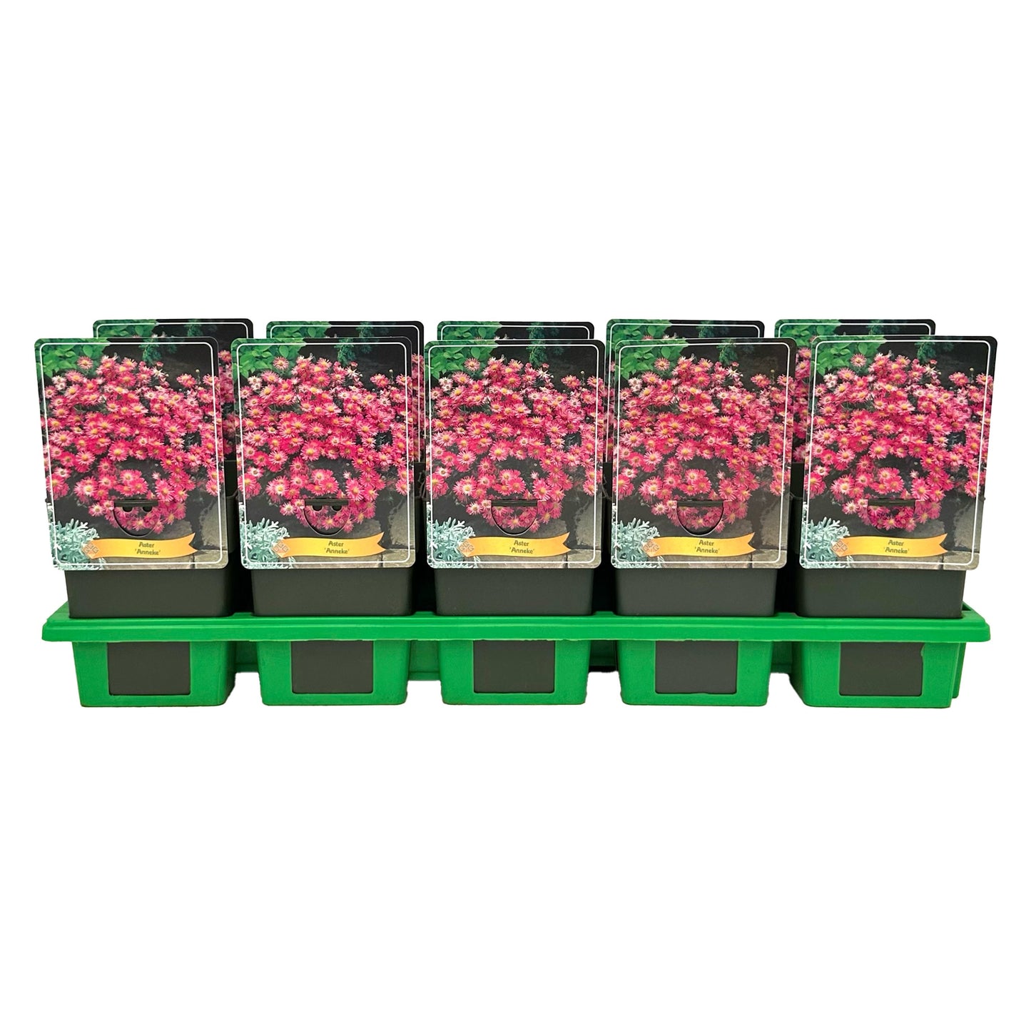 Aster Anneke 25cm 11cm Pot