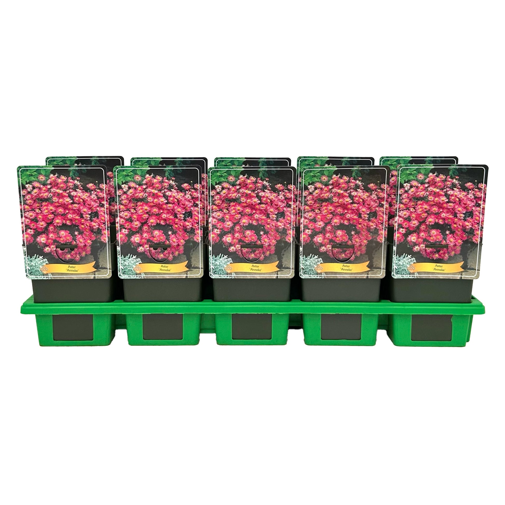 Aster Anneke 25cm 11cm Pot