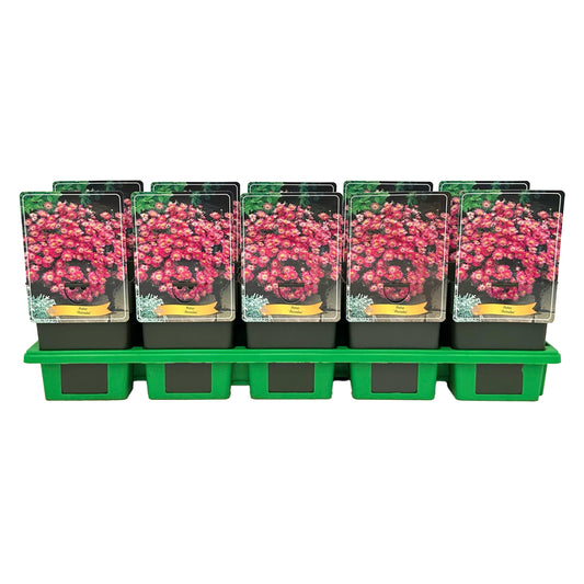 Aster Anneke 25cm 11cm Pot