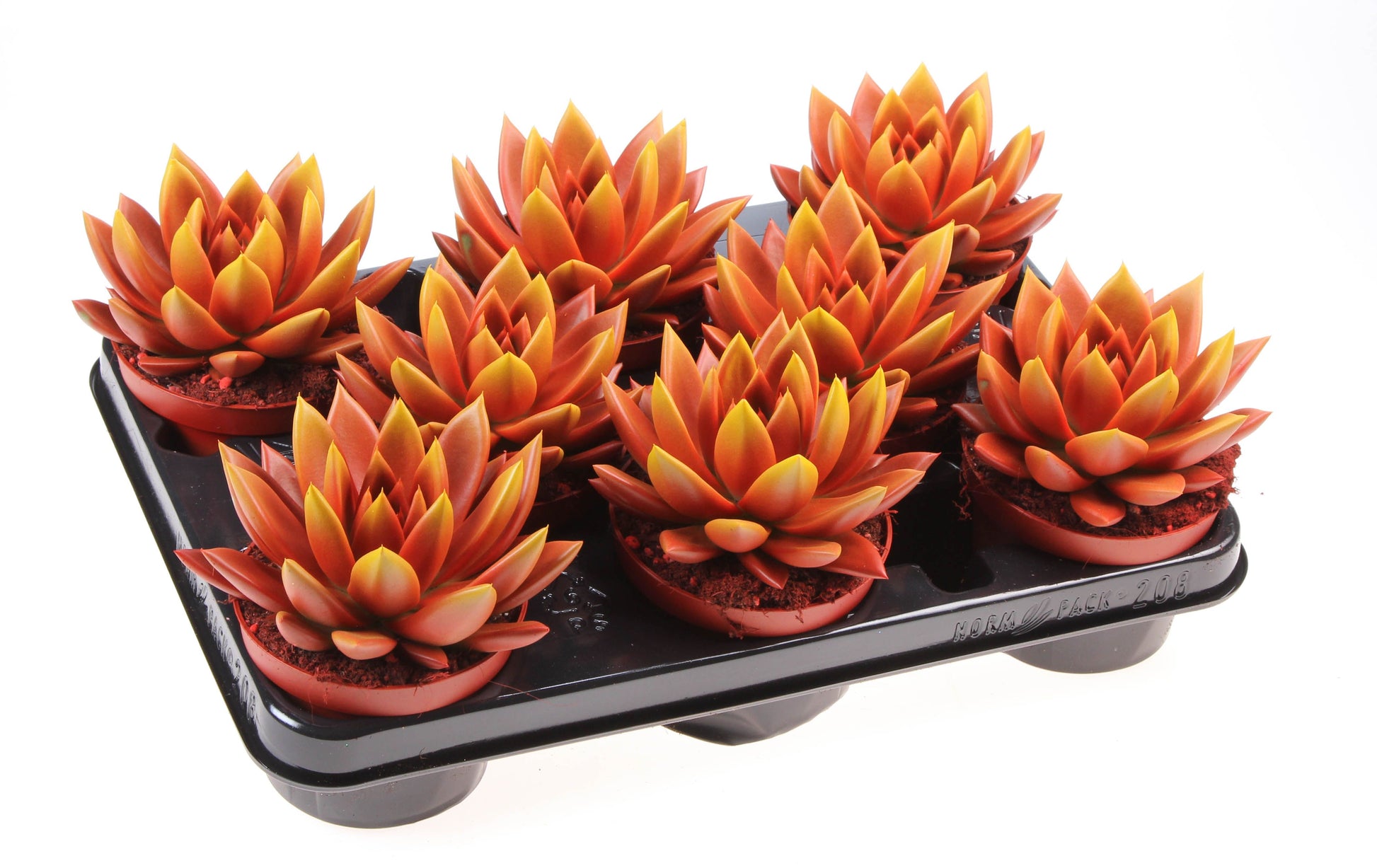 Rainbow bicolor red + yellow point 12cm 10.5cm Pot
