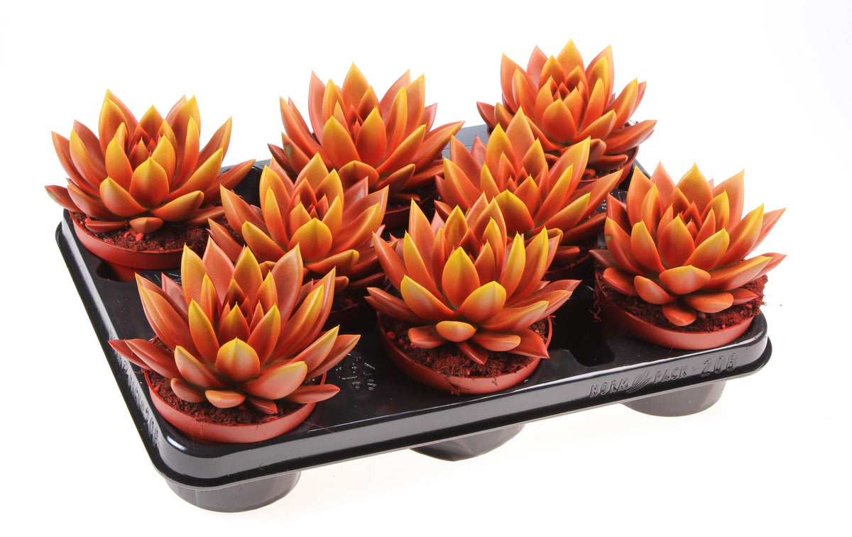 Rainbow bicolor red + yellow point 12cm 10.5cm Pot