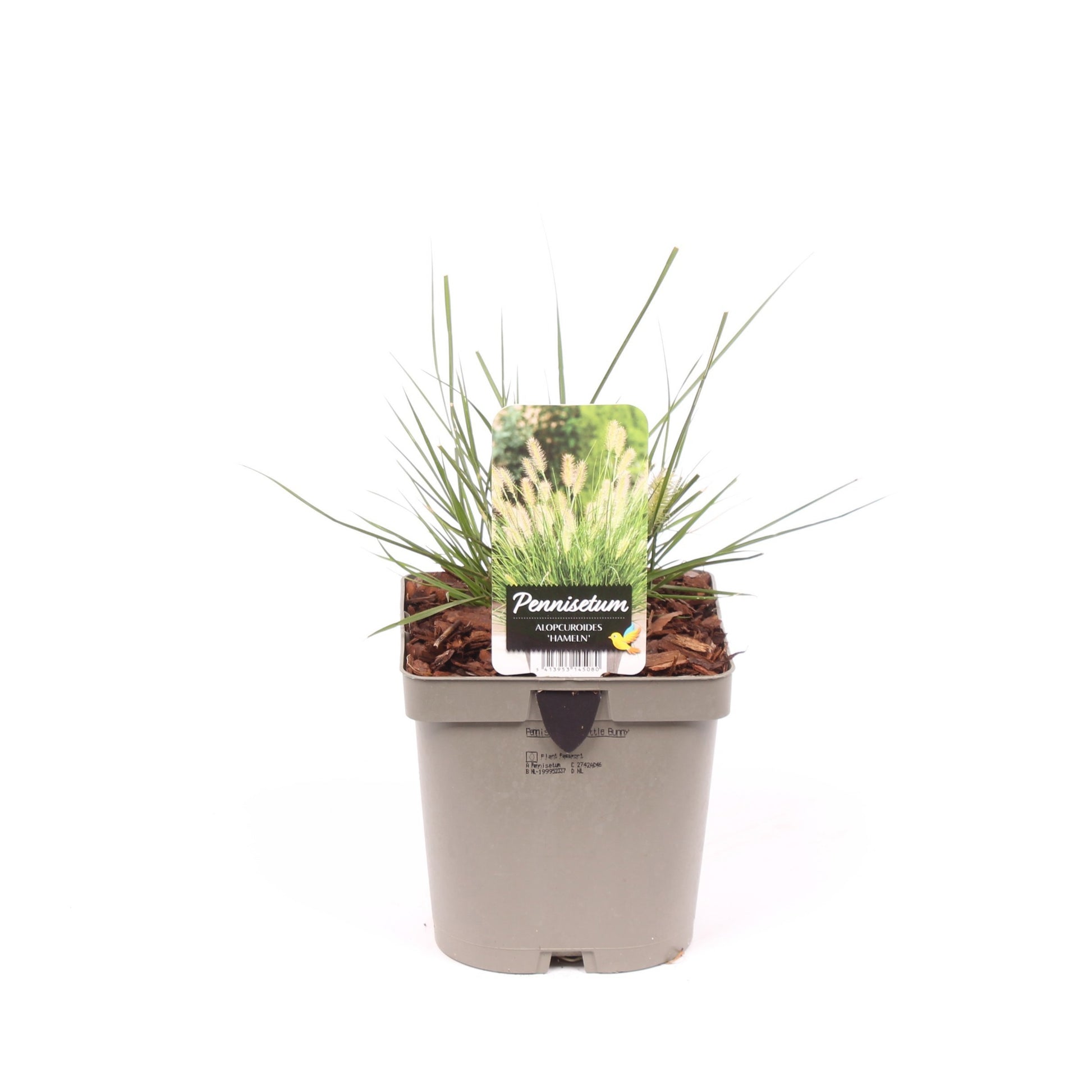 Vredebest, Kwekerij Pennisetum Little Bunny Pack of 6