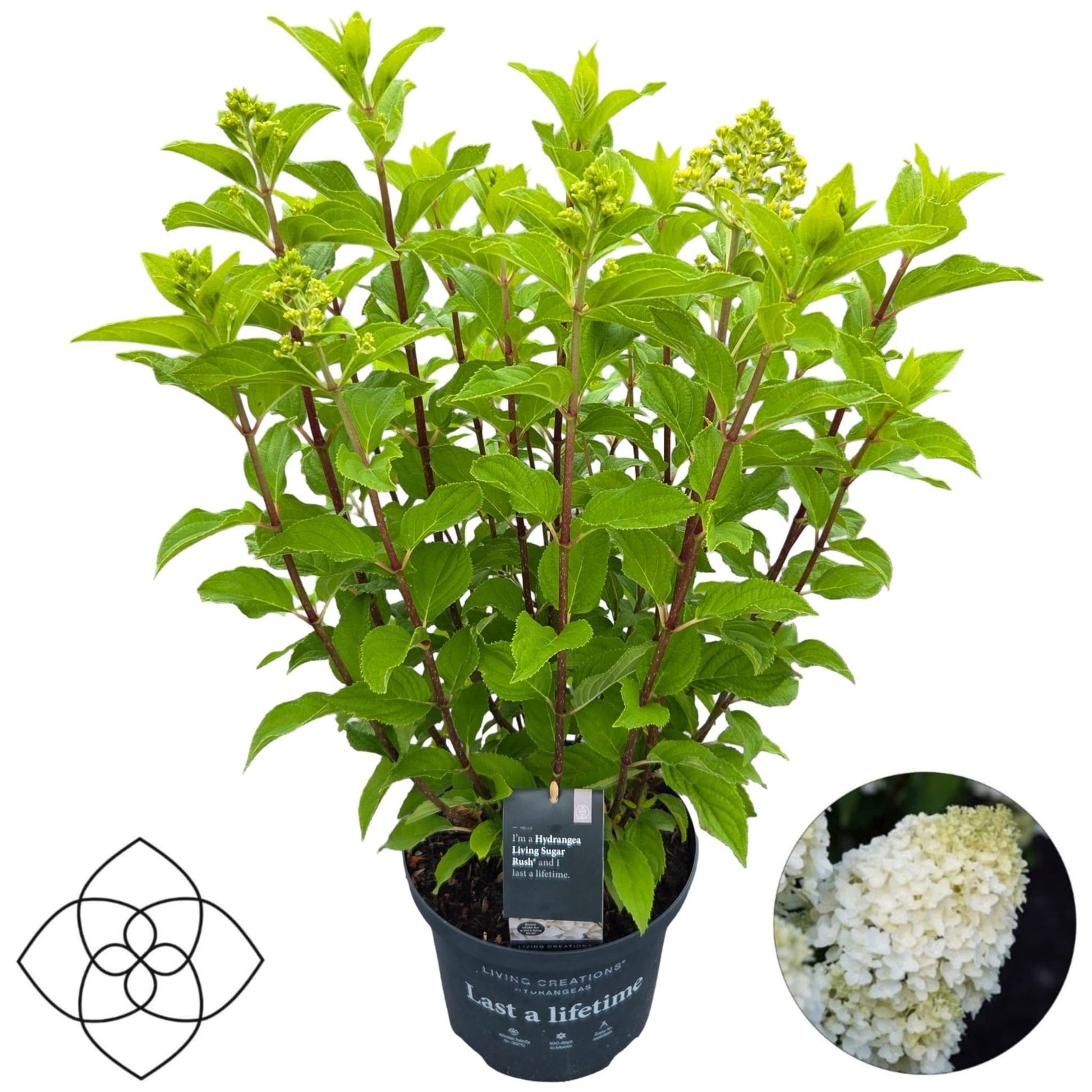 Peijl Tuinplanten, Van der Hydrangea pan. Living Sugar Rush Pack of 1