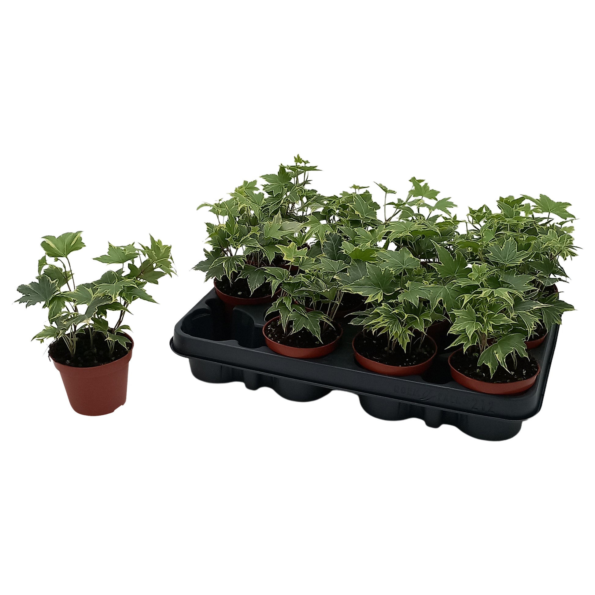 Hedera helix Yellow Ripple Special Pot (508)