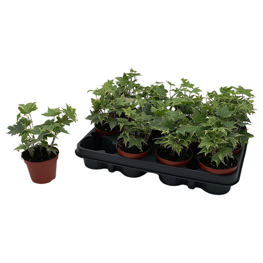 Hedera helix Yellow Ripple Special Pot (508)
