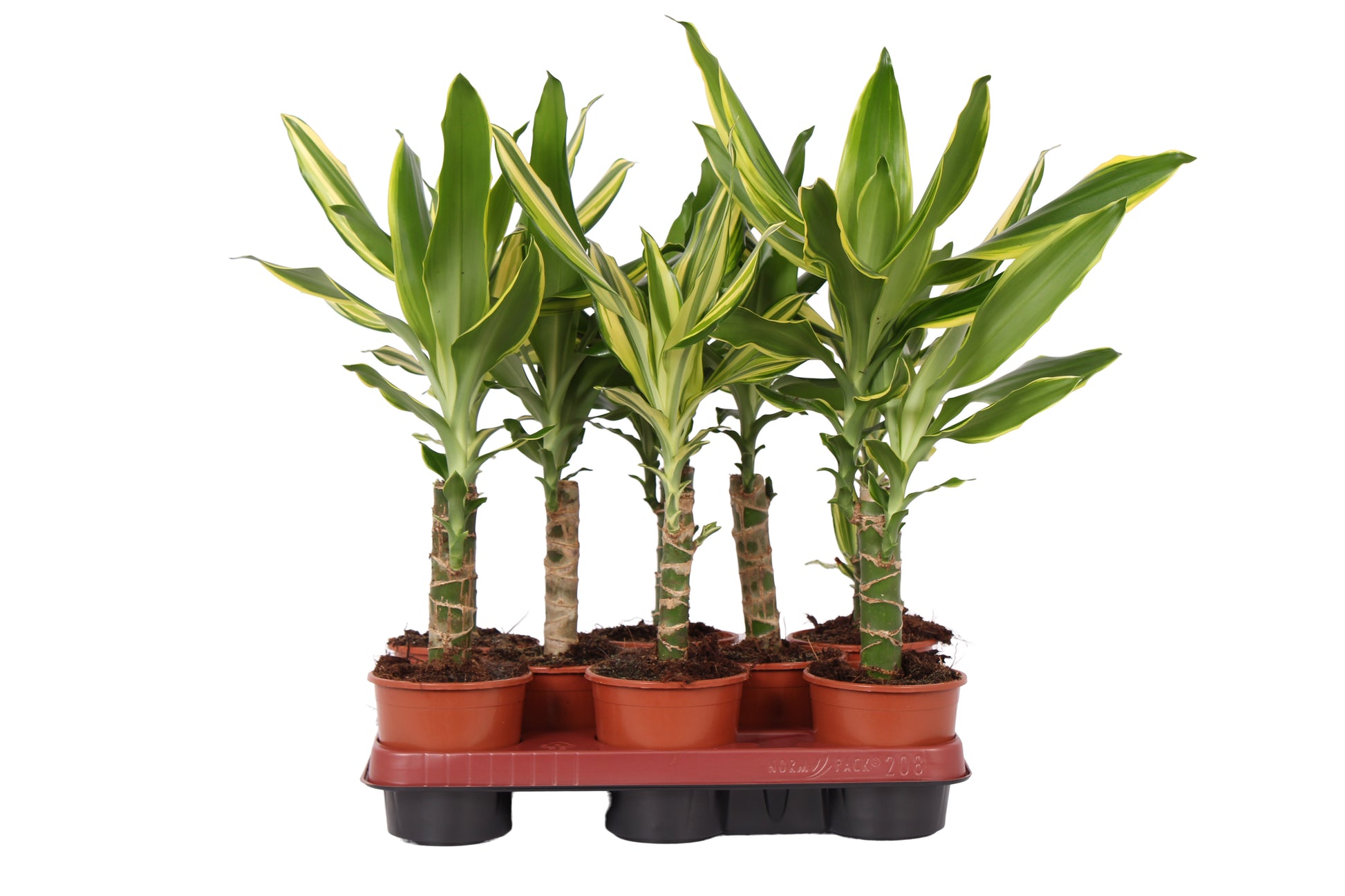 Dracaena fragrans mix 35cm 11cm Pot