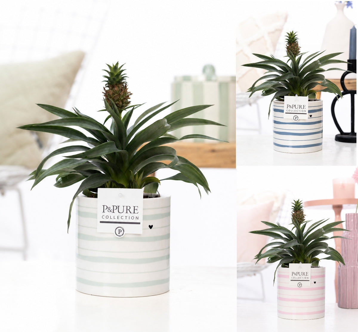 Ananas Rosita 35cm 12cm Pot