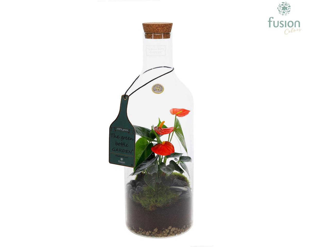 Green Bottle Fles Medium met Anthurium 43cm 15cm Pot