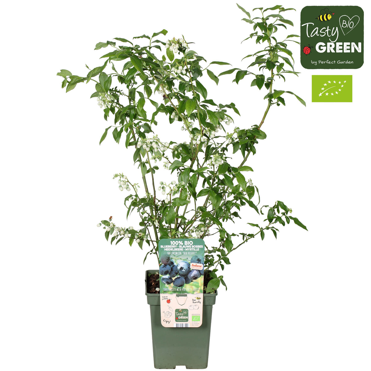 Vaccinium corymbosum ("Blueberry") 70cm 23cm Pot