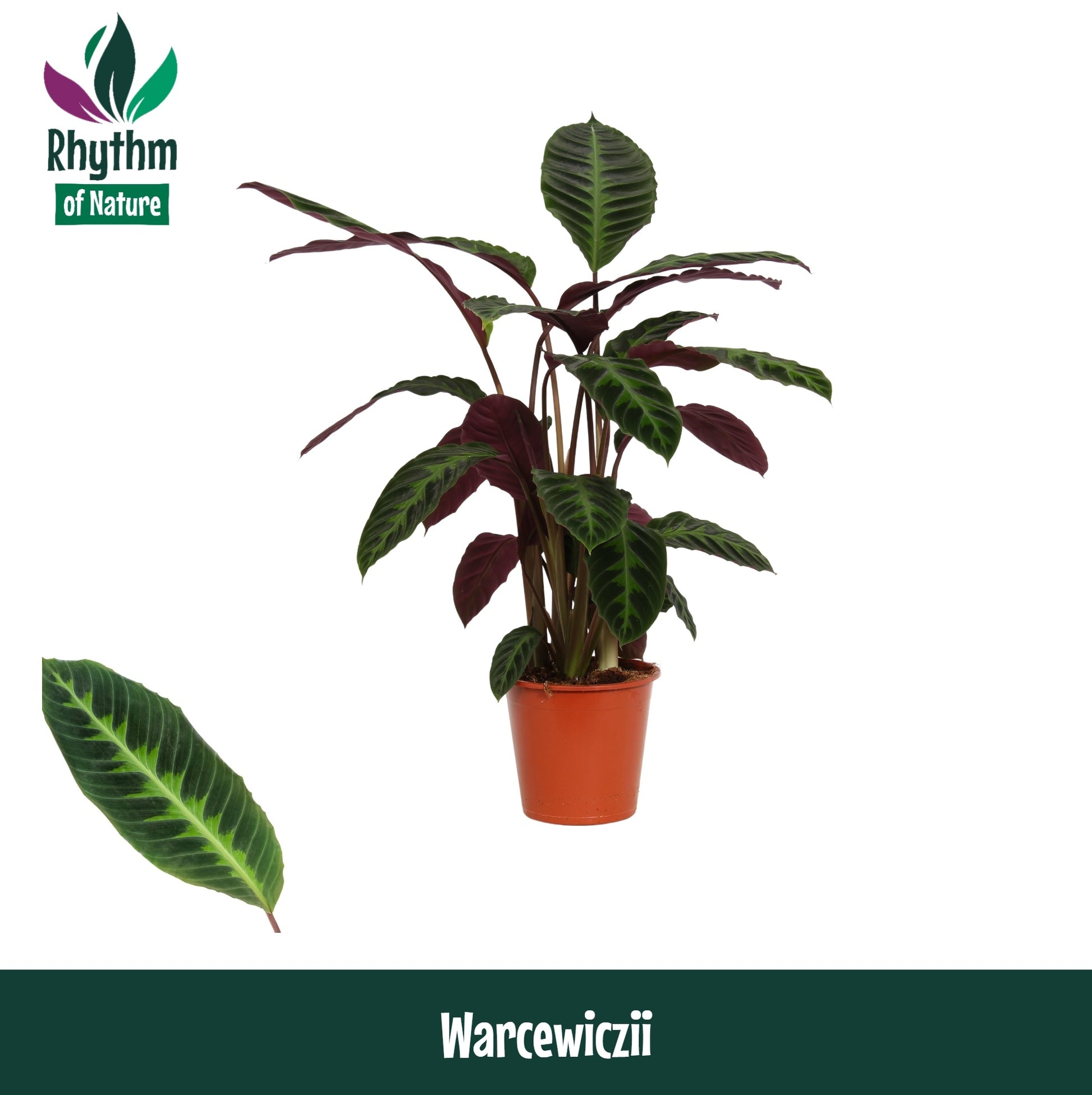 Calathea Warscewiczii 80cm 19cm Pot