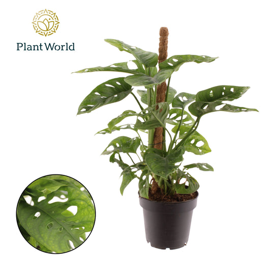 Monstera Monkey Leaf 40cm 12cm Pot