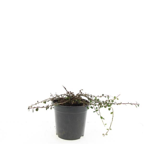 Cotoneaster pro. Streib's Findling 25cm 14cm Pot