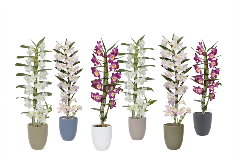 Dendrobium nob. Star Class 50cm 12cm Pot
