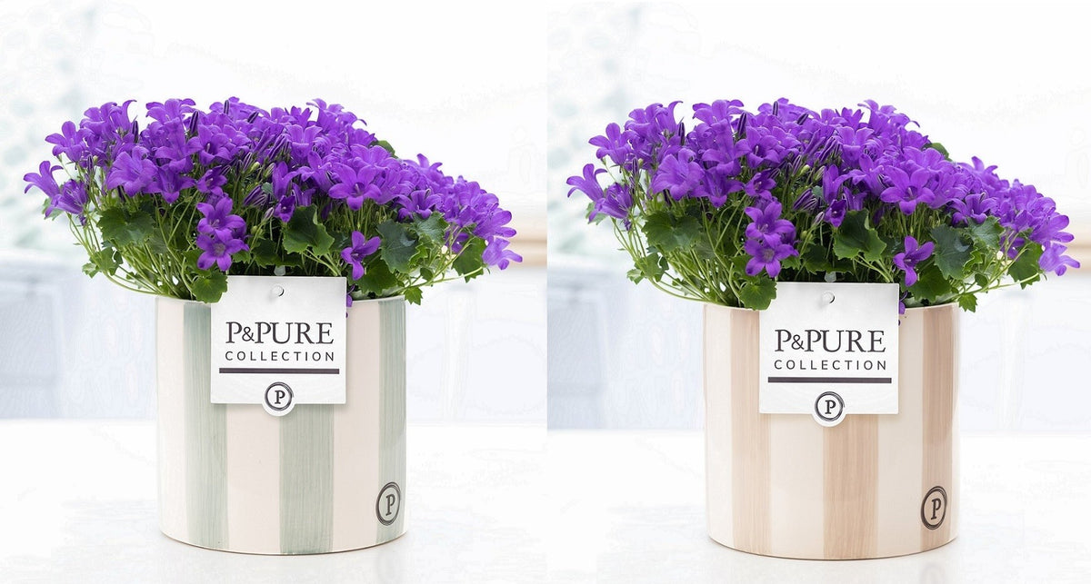 Campanula Porto 17cm 14cm Pot
