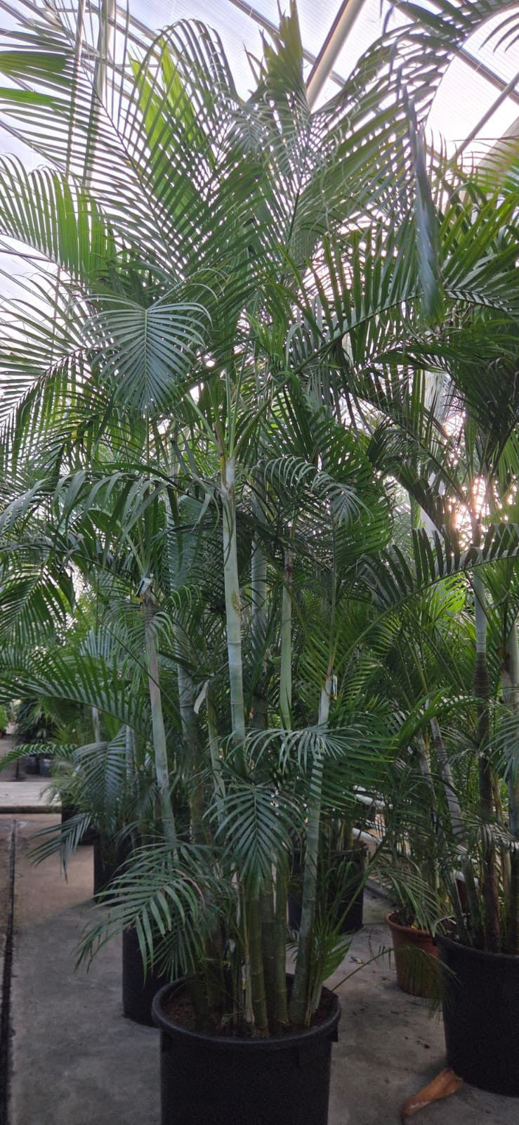 Dypsis lutescens 450cm 85cm Pot
