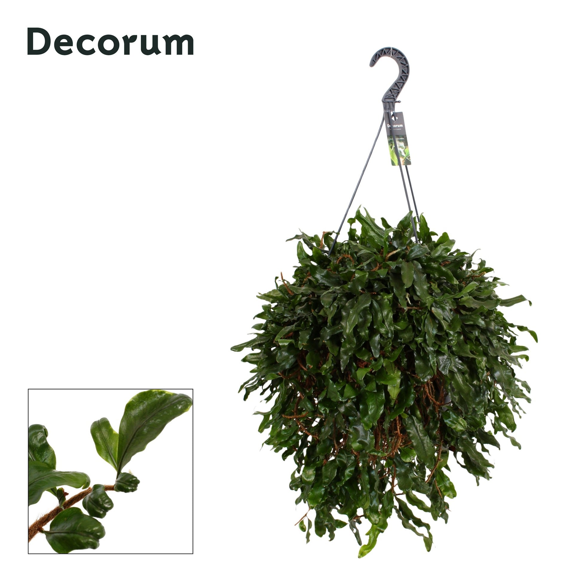 Hillplant BV Microgramma nit. Monkeyhill Pack of 1