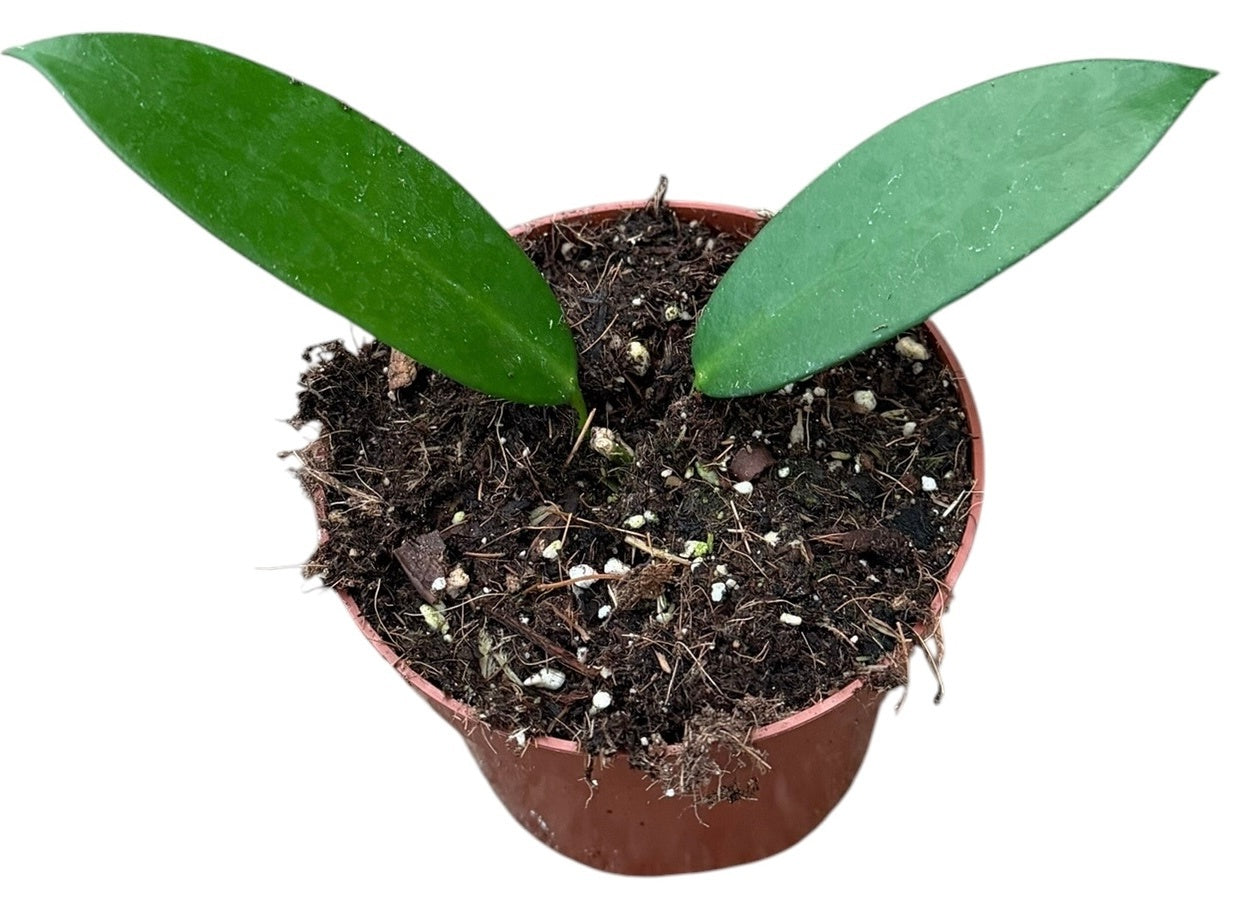 Hoya australis 15cm 10.5cm Pot