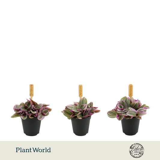 Tradescantia Sweetness 5.5cm Pot