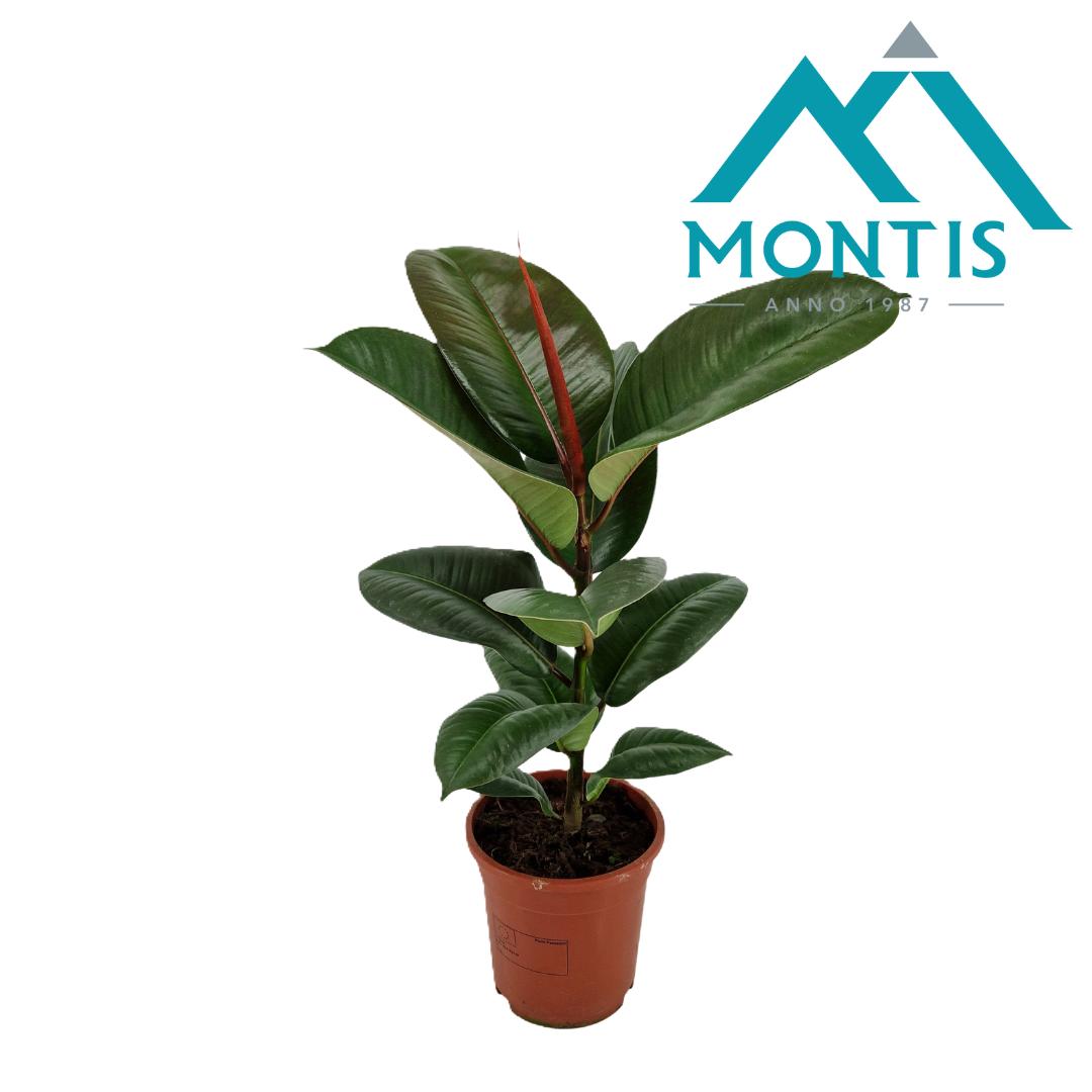 Montis-Zuidplas BV Ficus Robusta Pack of 6