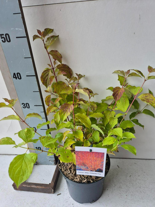 Cornus Midwinter Fire 45cm 17cm Pot