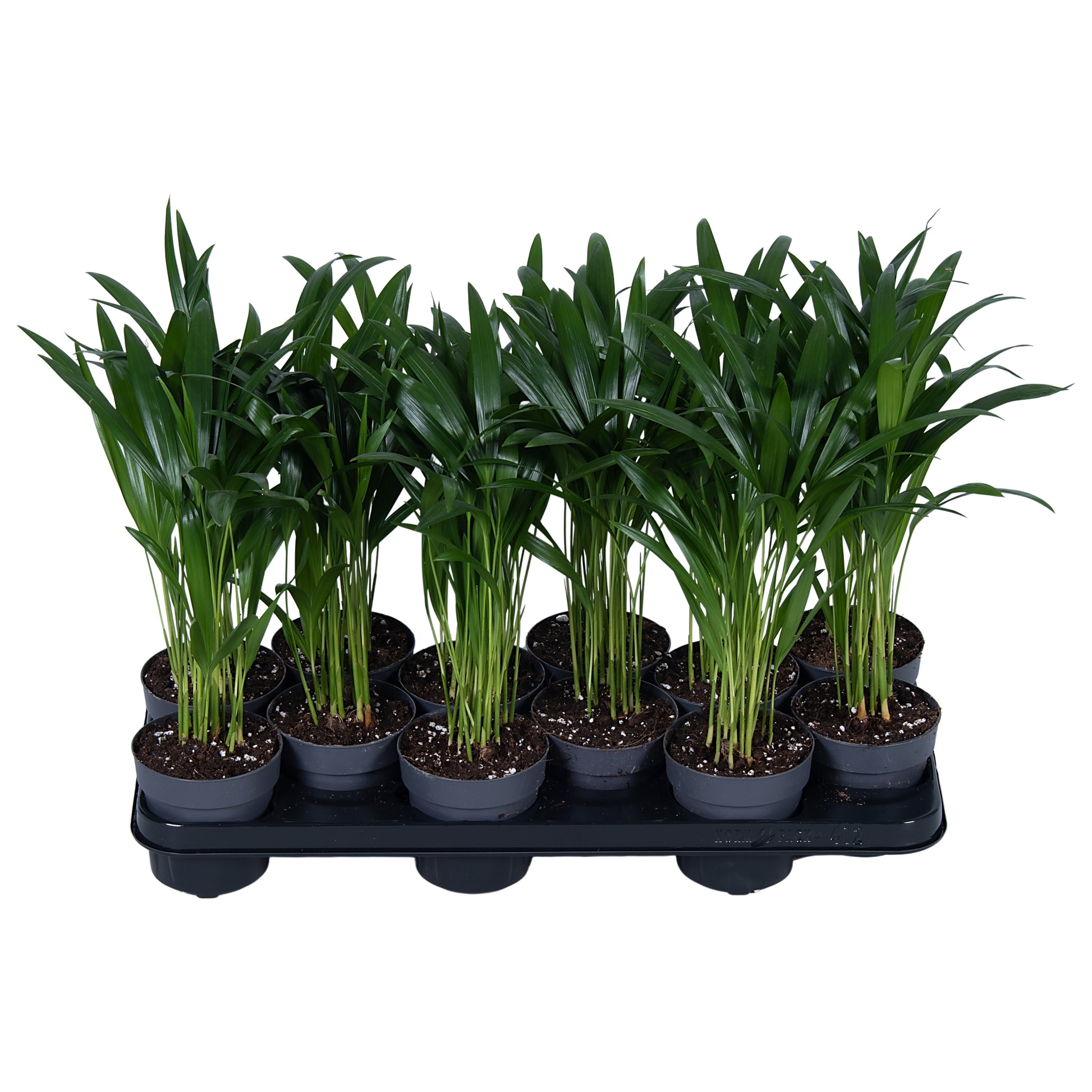 Nolina Kwekerijen Dypsis lutescens Pack of 12