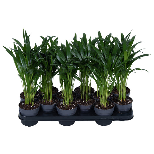Nolina Kwekerijen Dypsis lutescens Pack of 12