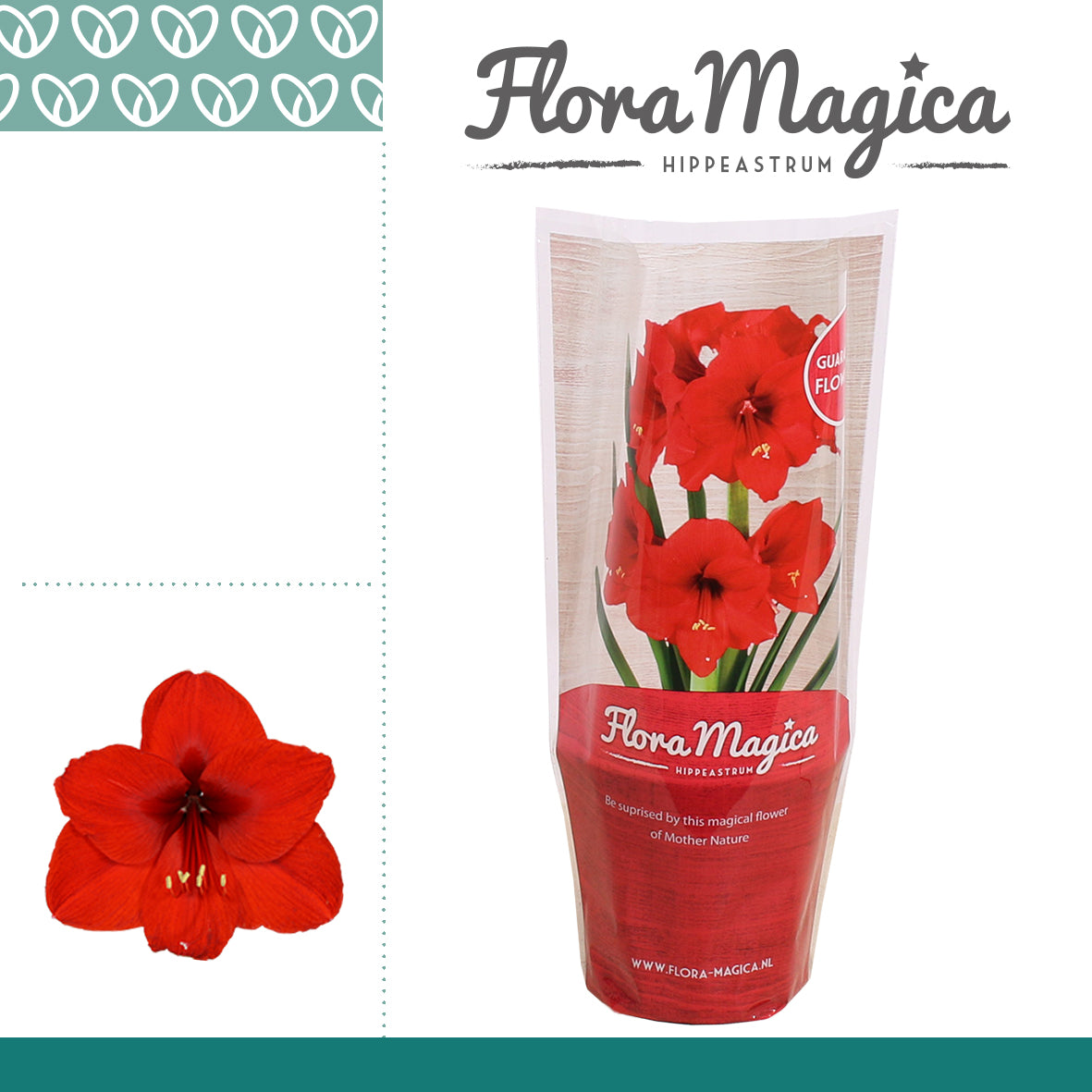 Vreugdenhil Bulbs & Plants Hippeastrum Pack of 10