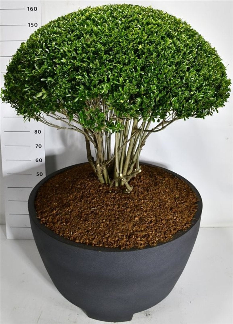 Ilex mix 175cm 90cm Pot