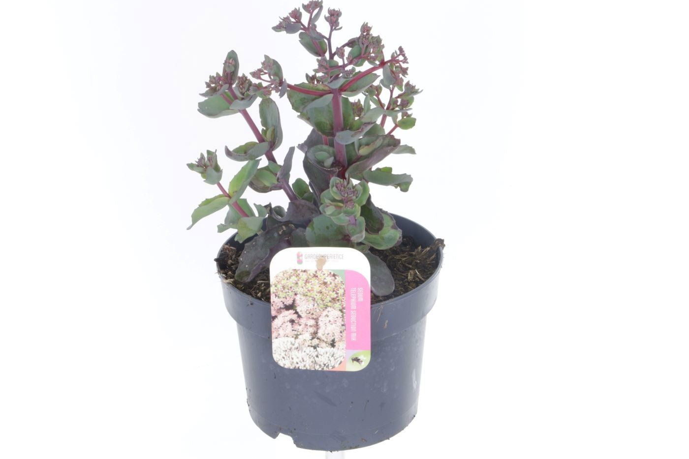 Sedum Seduction Rosé Soirée 35cm 17cm Pot