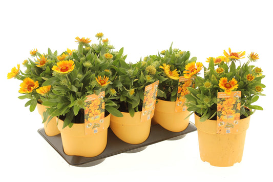 Gaillardia Spintop Orange Halo 25cm 15cm Pot