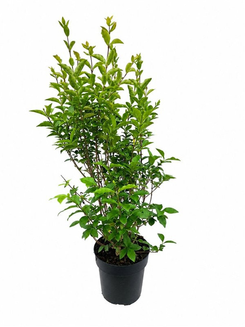 Ligustrum ovalifolium 60cm 21cm Pot