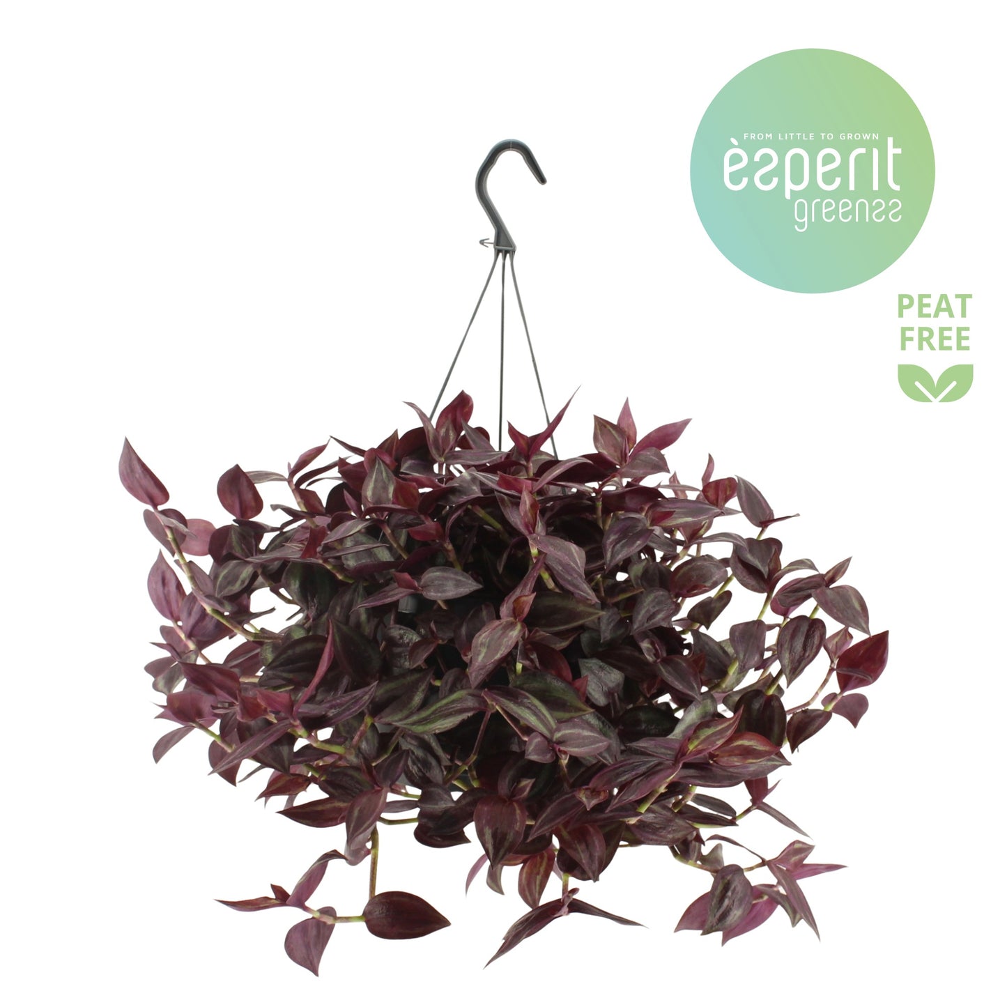 Tradescantia Jewel Red 25cm 17cm Pot