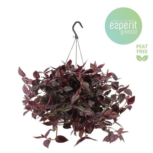 Tradescantia Jewel Red 25cm 17cm Pot