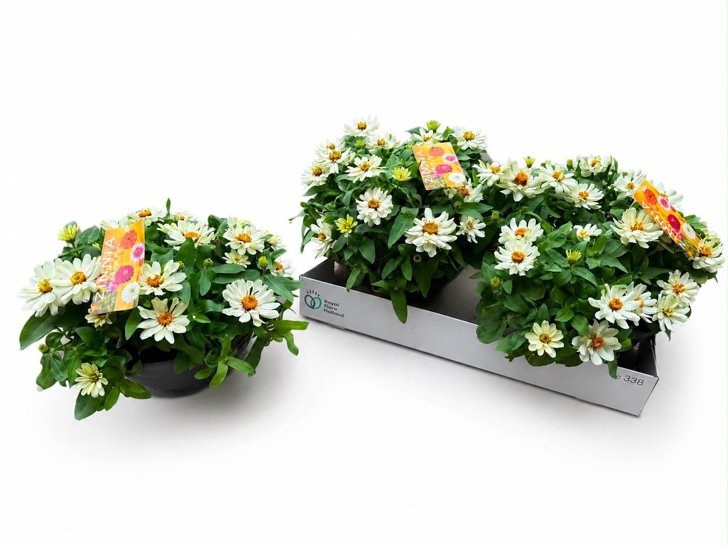 Zinnia Zahara White 30cm 27cm Pot