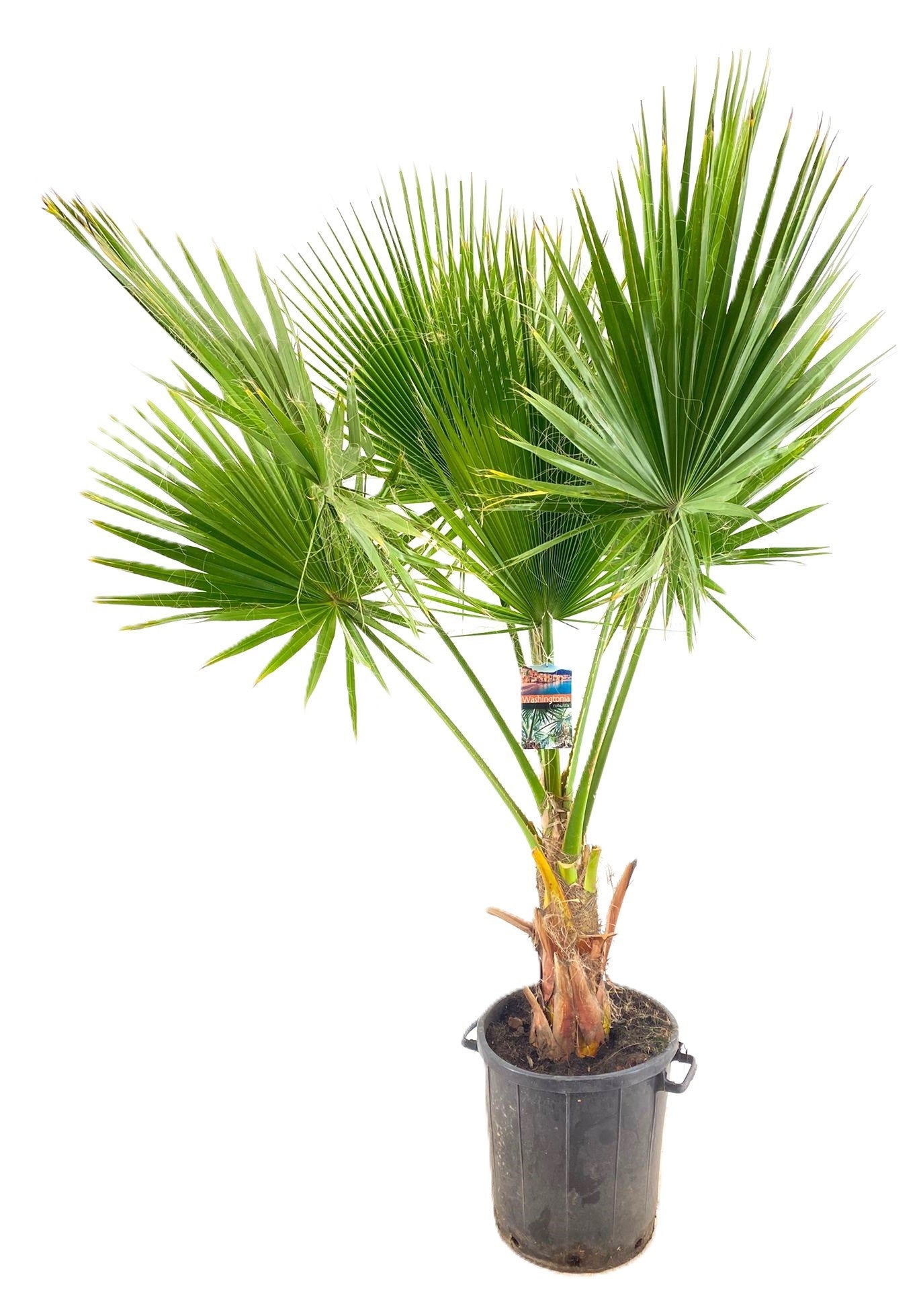 Washingtonia robusta 190cm 40cm Pot