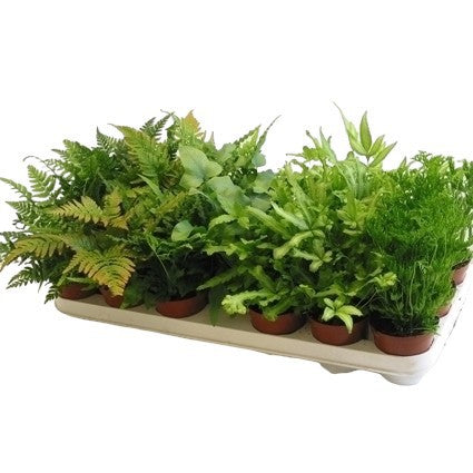 Pteris mix 20cm 8.5cm Pot